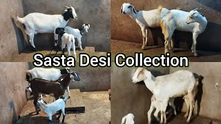 Saste Desi Bakriya | Loot Lo Offer | SantoshNagar Near Owaisi Hospital| Hyderabad