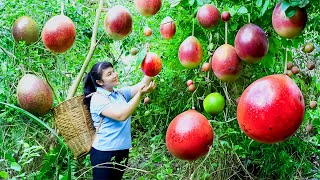 How to Harvest Passion fruit, goes To Market Sell - Harvesting and Cooking |Tieu Vy Daily Life