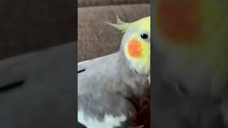 Funny Cockatiel Videos