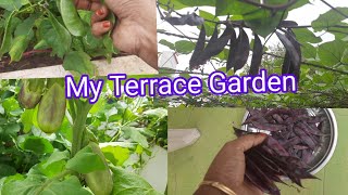 Terrace Garden Harvest/Organic Vegetable/Harvesting From My Garden/