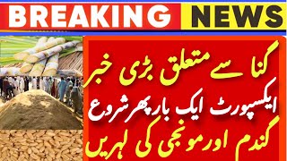 Wheat prices in punjab | گنا کی ایکسپورٹ | munji market | sarsoon and makki rates | today wheat rate