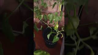 Four food producing house plants