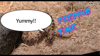 Hognose Feeding 9 28 21- Hissy Hogs