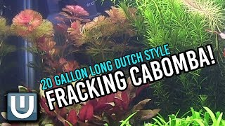 Fracking Cabomba! | 20g Dutch Style