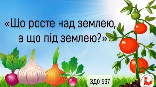 Овочі що ростуть під землею, та над землею🌽🥕🍅дидактична гра «Що росте під землею, а що над землею