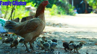 Family Chicken Eating | Chicken Eating Food 2022