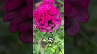 Flowers in October - PA #flowers #doodle #goldendoodle #bee #rose #pittsburgh #southhills #nature