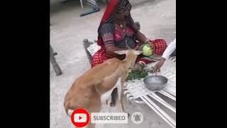 Bishnoiyo Ki Jaan।।BISHNOI STATUS