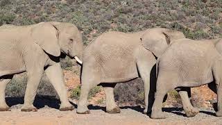 Elephant Herd Parade