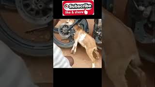 omg😥🐏🛵#animals #viral #shortsfeed #short #love #trending #shorts #ytshorts #yt #animalslover