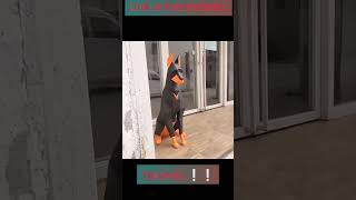 Doberman 3D😍😍😍