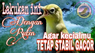 Lakukan hal ini dengan rutin agar kecial tetap gacor dan stabil