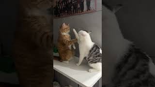 Funny Cat Fight Video | Two cats fight "very violently", lol~