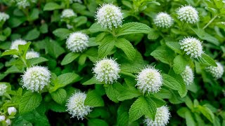 Growing Mint: From Cuttings to Harvesting - A Comprehensive Guide for Success! 🌿🌱 #MintGarden