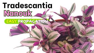 Tradescantia Nanouk  -3 ways for Easy Propagation