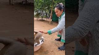 Mommy making a fun but monkey getting a seriously #animals #wildanimals #monkey #shorts