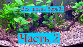 Борьба с водорослями. Часть 2