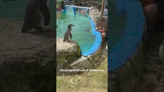 Playful penguins #familydayout #familyvlog #travel #shorts