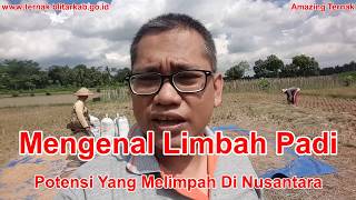 Info Pakan !!! Mengenal Limbah Padi [Potensi Melimpah dan Banyak yang belum di Manfaatkan]