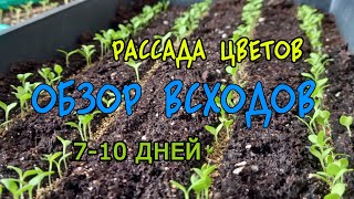 Обзор всходов рассады цветов. Ампельная петуния и гвоздика Диана микс!