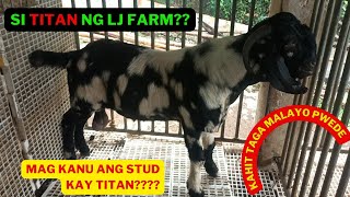 ANG DAPPLED BUCK NI BOSS LJ FARM NA SI TITAN/GOAT FARMING BUSINESS/BOER GOAT BREEDER