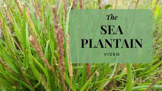 Sea Plantain Foraging: A Crunchy Coastal Ingredient