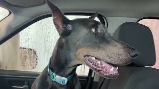 Dobermans first time in a car wash