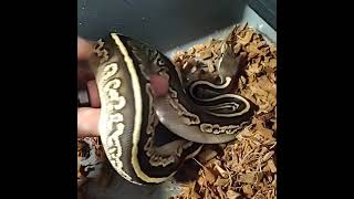 Lilith the Mojave, fire, black pastel, het pied ball python!!!