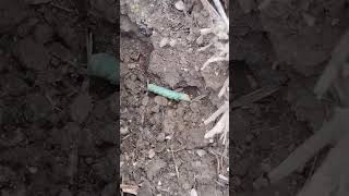 Era increíble el gusano tenía un color verde fluorescente#animals#animales#viral #rescate#shortvideo