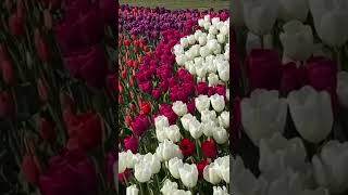 Tulip flowers 🌷|tulip festival |shorts|short video |marathi mulgi