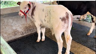 STOK TERBARU ADA BELGIAN BLUE LAGI 29 JANUARI 2024 AKBAR FARM