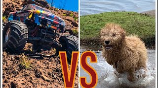 Traxxas stampede VS Doggy 🐶