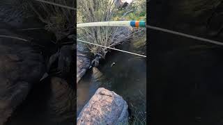 Tiger Trout goes AIRBORNE