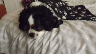 After Lepto vaccination - Alfie now with water retention affecting breathing - MDV Cavalier