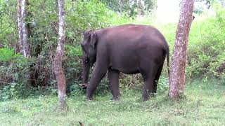 Elephant Chasing the safari Jeep |BR hills|