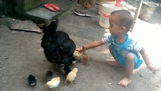 Little Boy Playing with Chicks | Ryan V Sijo Playing with Chicks