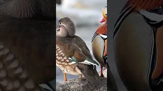 PATO MANDARIM #shorts #curiosidades #animals #shortsyoutube #animais #fatos #shortvideo #short