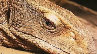 Savannah Monitor.