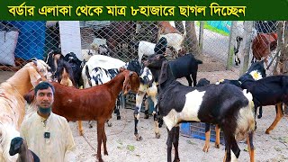 বর্ডার  এলাকা থেকে মাত্র ৮হাজারে ছাগল দিচ্ছেন goat farm