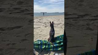 Long Beach: Dog Beach Granada Dog Beach in Long Beach California #dog #dogbeach #dogs #dogshorts