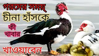 গরমে চিনা হাঁসকে কী খাবার খাওয়াবেন ? #cina_hash_palon চীনা হাঁসের খাবার #china_hash #চিনা_হাঁস_পালন