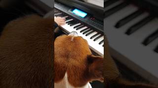 С чего начинается урок игры на пианино❤😍🎹🐶 #какигратьнапианино #видеоурокифортепиано #pianomusic