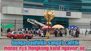 bunga bauhinia wancai explore Hongkong @mbakkunill9186