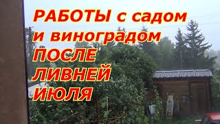 Работа с виноградом и садом в июле ПОСЛЕ ЛИВНЕЙ