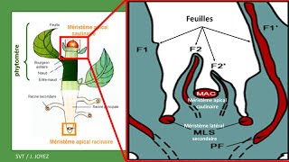 Développement de la plante et organisation en phytomères