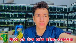 Cập Nhật vài dòng Guppy VIP | Chia sẻ kinh nghiệm nuôi cá nhanh lớn