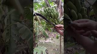 #How to harvesting are banana#ep-218#Short🍌🍌