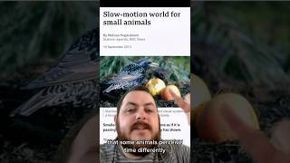 Animals see things in slow motion