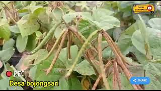 Panen kacang ijo di Cilacap,desa bojongsari.