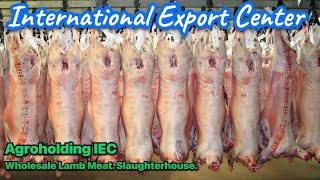 Sale of Lamb Meat of the Highest grade from Russia. Agroholding IEC. Animal husbandry.